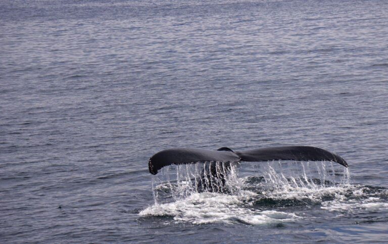 A whale's tail fluke rises above the ocean surface, water streaming off its edges, moments before diving back beneath the calm blue sea.
