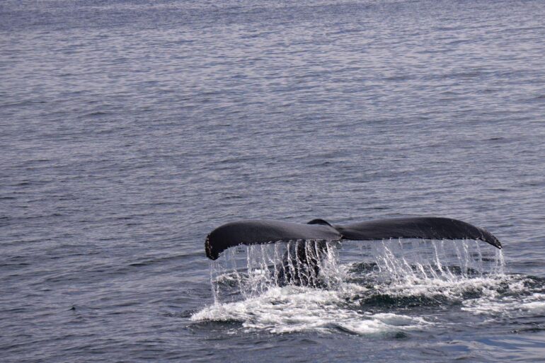 A whale's tail fluke rises above the ocean surface, water streaming off its edges, moments before diving back beneath the calm blue sea.