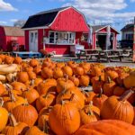 a quaint pumpkin patch with many picked pumpkins in the forefront and in the back is a red barn ice cream shop in chestertown, md