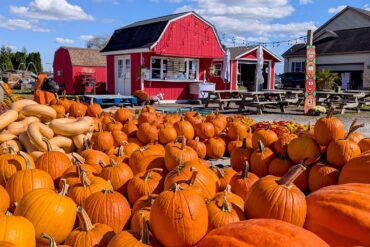 a quaint pumpkin patch with many picked pumpkins in the forefront and in the back is a red barn ice cream shop in chestertown, md