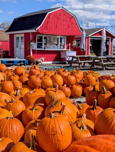 a quaint pumpkin patch with many picked pumpkins in the forefront and in the back is a red barn ice cream shop in chestertown, md