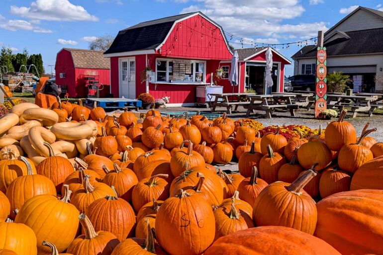 a quaint pumpkin patch with many picked pumpkins in the forefront and in the back is a red barn ice cream shop in chestertown, md