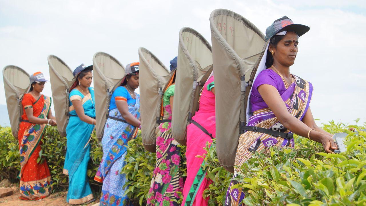 Women picking tea leaves in a green field