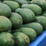 Abundant fresh green avocados arranged on a blue counter at a local market.